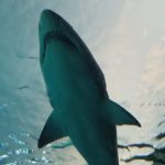 Great white sharks