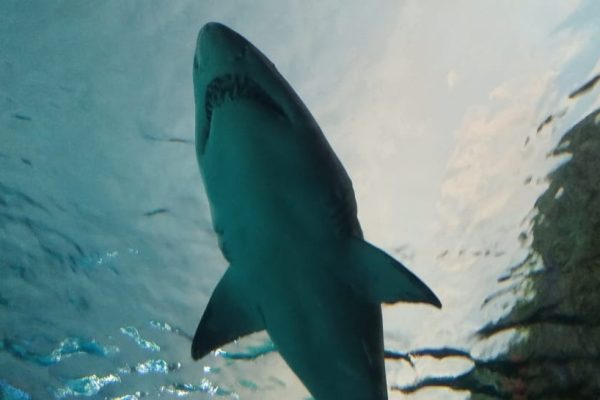 Great white sharks
