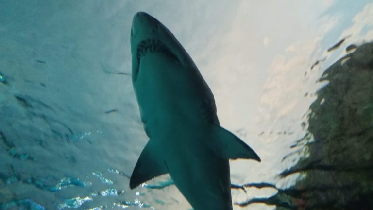 Advisory Posted as Three Great White Sharks Spotted Near Black’s Beach