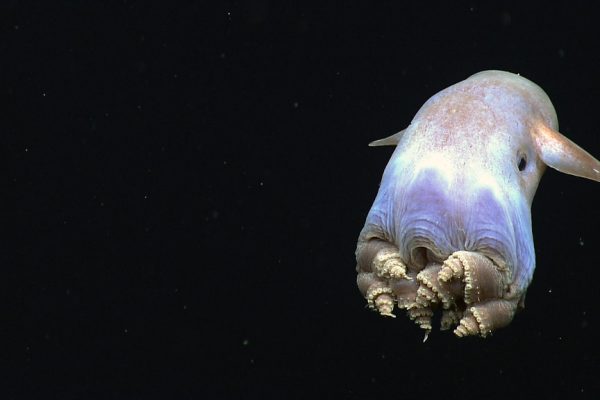 Deep sea Dumbo octopus