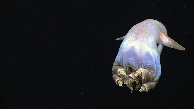 Exploring the Fascinating World of Dumbo Octopus: Captivating Insights from Deep-Sea Cameras